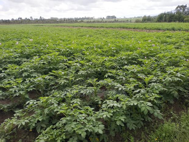 Land For Lease - thumbnail 7