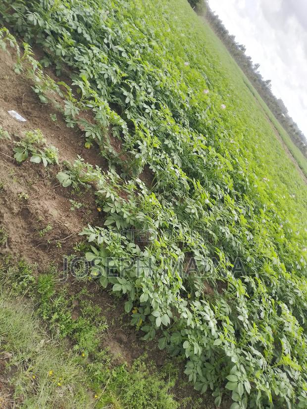 Land For Lease - thumbnail 8