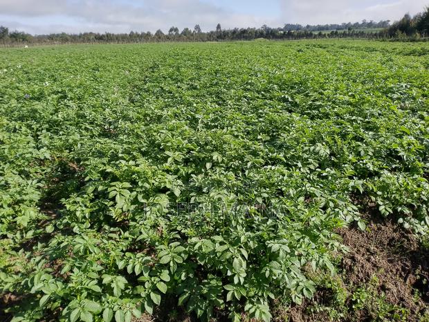 Land For Lease - thumbnail 11