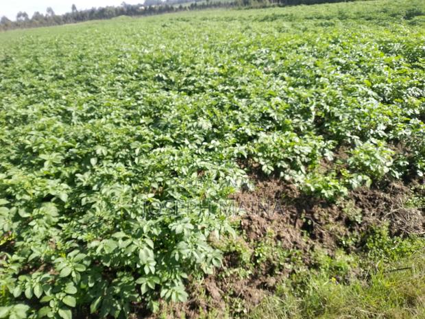 Land For Lease - thumbnail 12