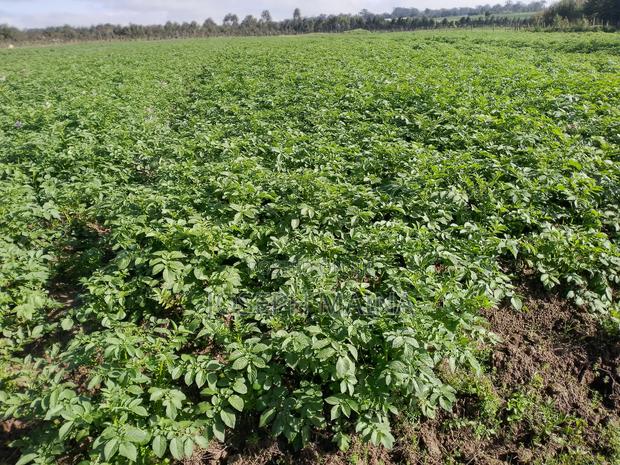 Land For Lease - thumbnail 14