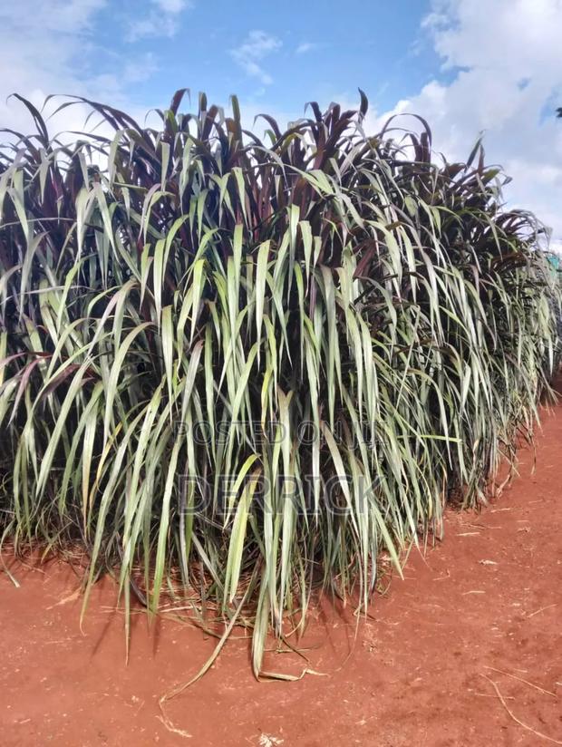 Australian Red Napire - main view