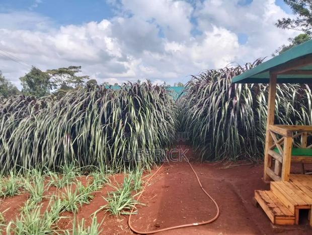 Australian Red Napire - thumbnail 3