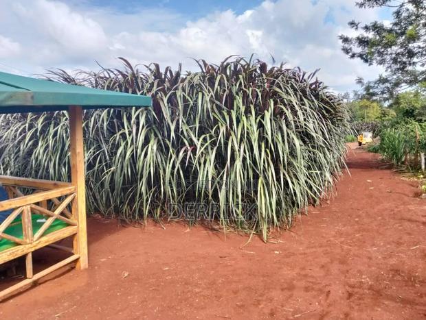 Australian Red Napire - main view