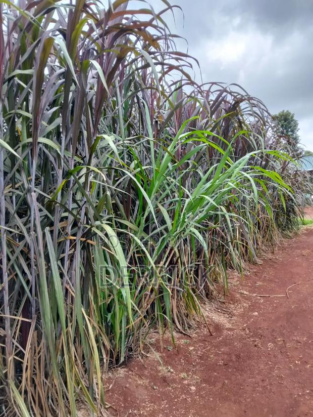 Australian Red Napire - thumbnail 3