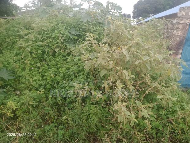 Mother Title Available - thumbnail 4