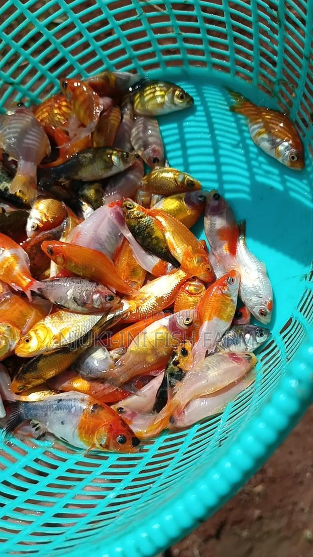 Goldfish Red and Yellow Comets
