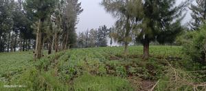 1 Acre for Quick Sale in Milimani, Nakuru || Pedex - thumbnail 2