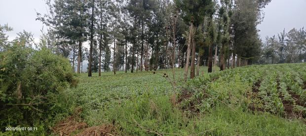 1 Acre for Quick Sale in Milimani, Nakuru || Pedex - thumbnail 3