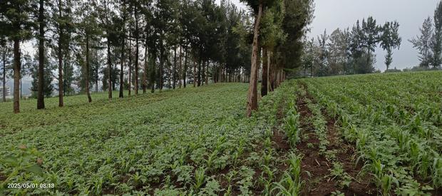 1 Acre for Quick Sale in Milimani, Nakuru || Pedex - thumbnail 7