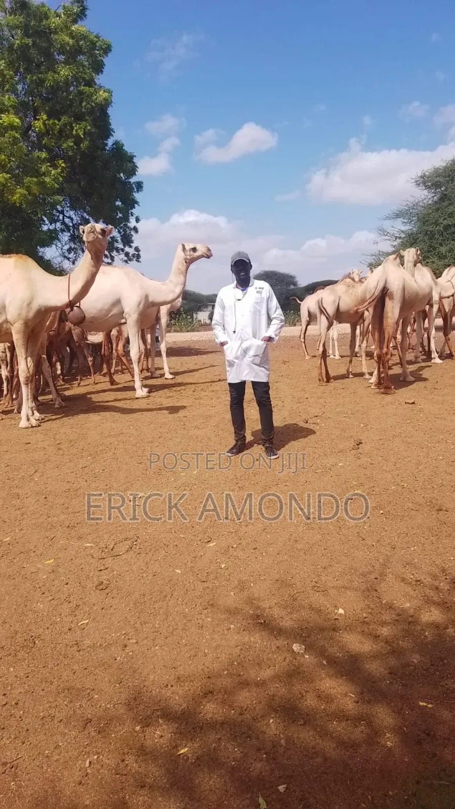 Animal Health Veterinary Services