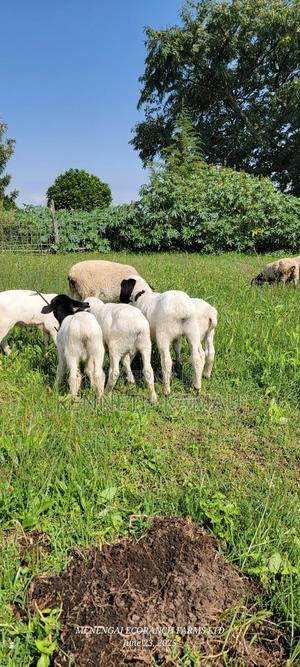Dorper Sheep - main view