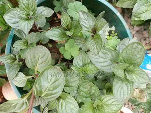 Fresh Organic Chocolate Mint