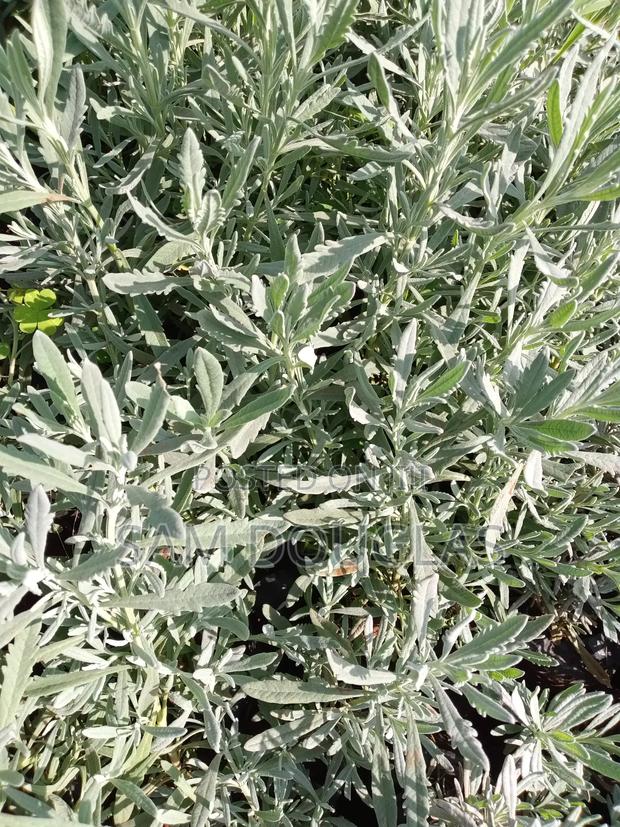 Lavender Herb Seedlings - main view