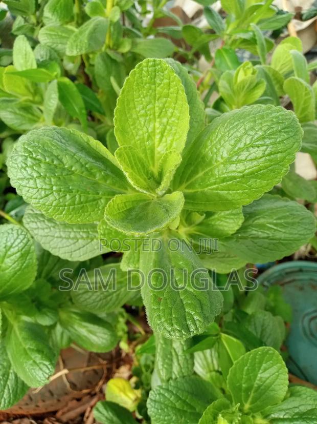 Oregano Herbs Seedlings - main view