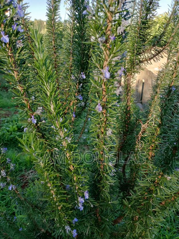 Rosemary Seedlings - main view