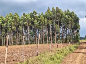 0.5 Acre Plots in Gatimu