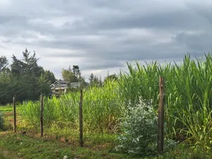 1/4 Acre Plots in Nyahururu