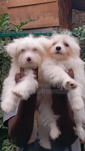 1-3 months Male Purebred Havanese