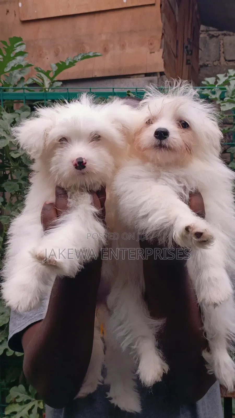 1-3 months Male Purebred Havanese
