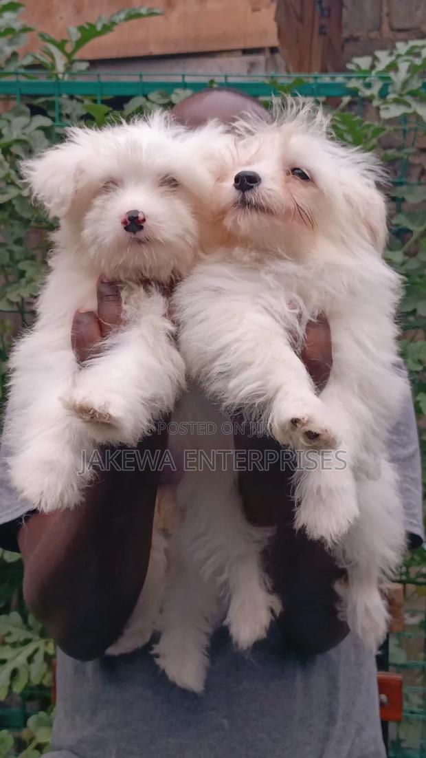 1-3 months Female Purebred Havanese - main view