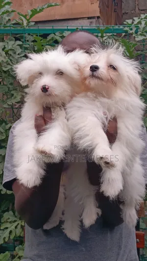 1-3 months Male Purebred Havanese