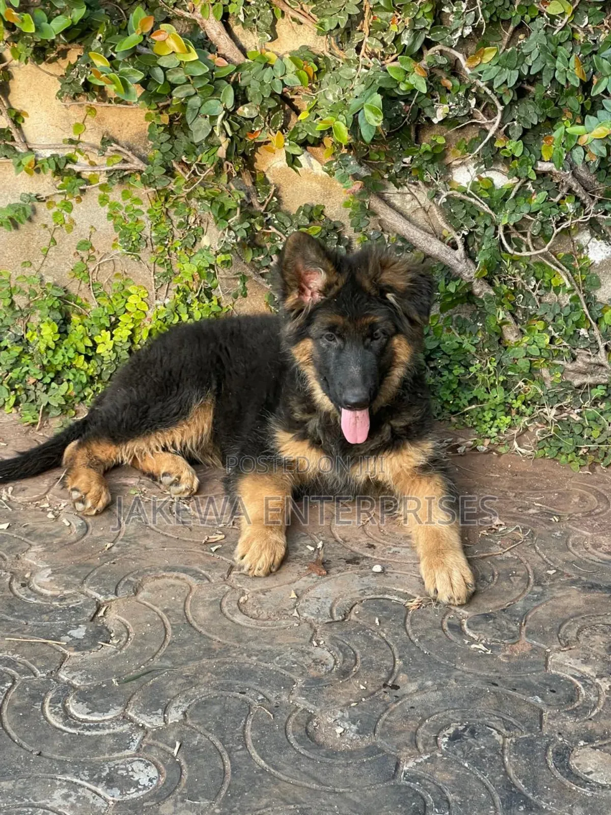 1-3 months Female Purebred German Shepherd