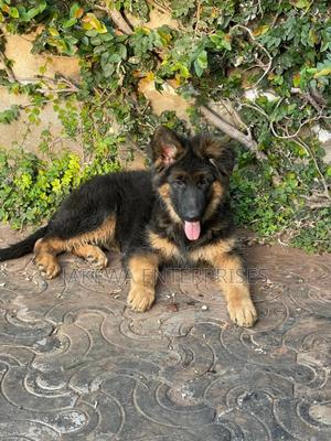 1-3 months Female Purebred German Shepherd - thumbnail 2