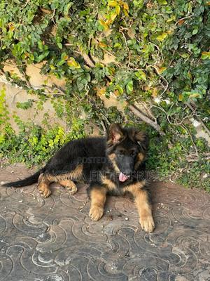 1-3 months Male Purebred German Shepherd - main view
