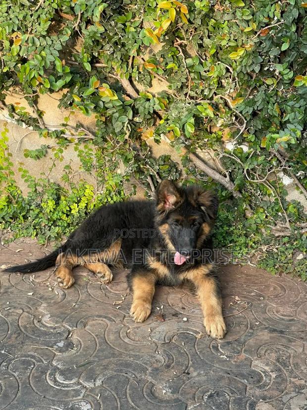 1-3 months Male Purebred German Shepherd