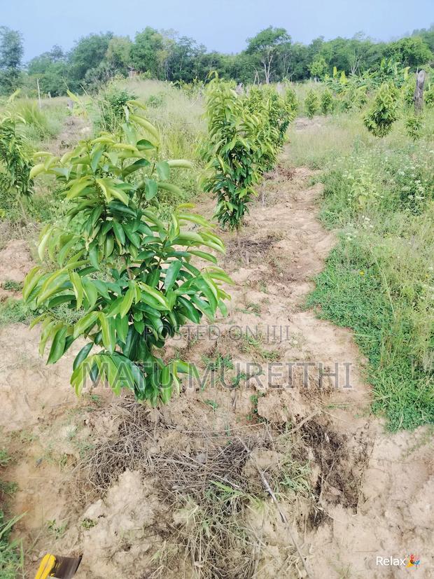 Agricultural Land in Kwale - thumbnail 4