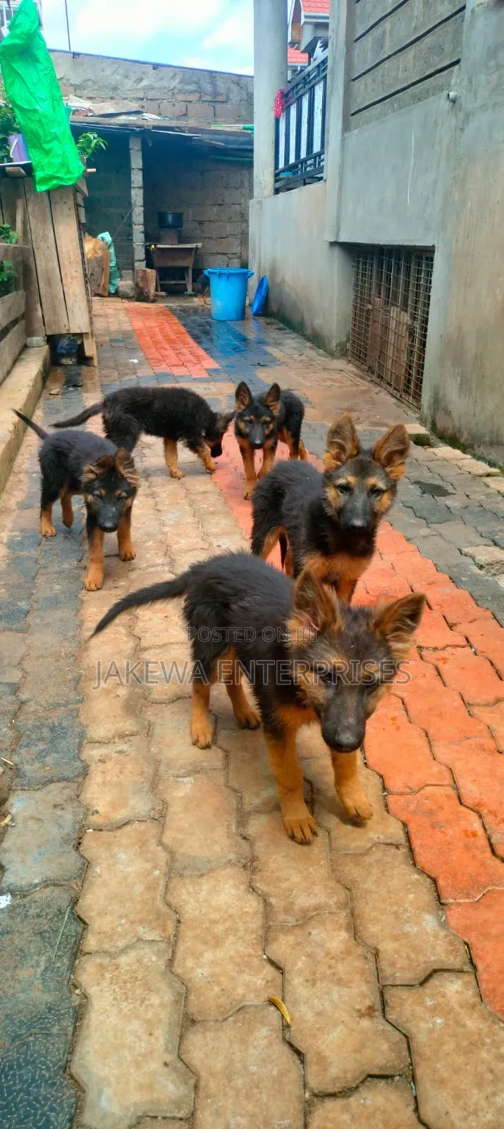 1-3 months Female Purebred German Shepherd