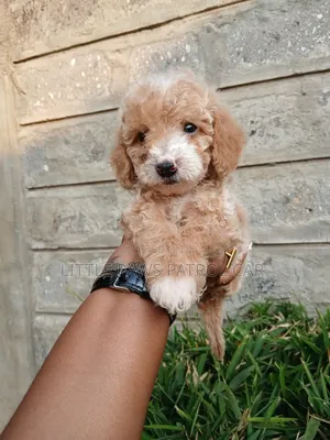 1-3 months Female Purebred Poodle