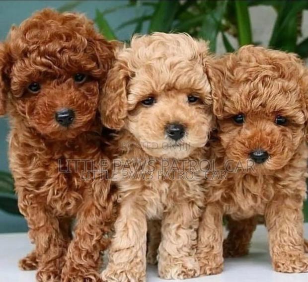 1-3 months Female Purebred Poodle - main view