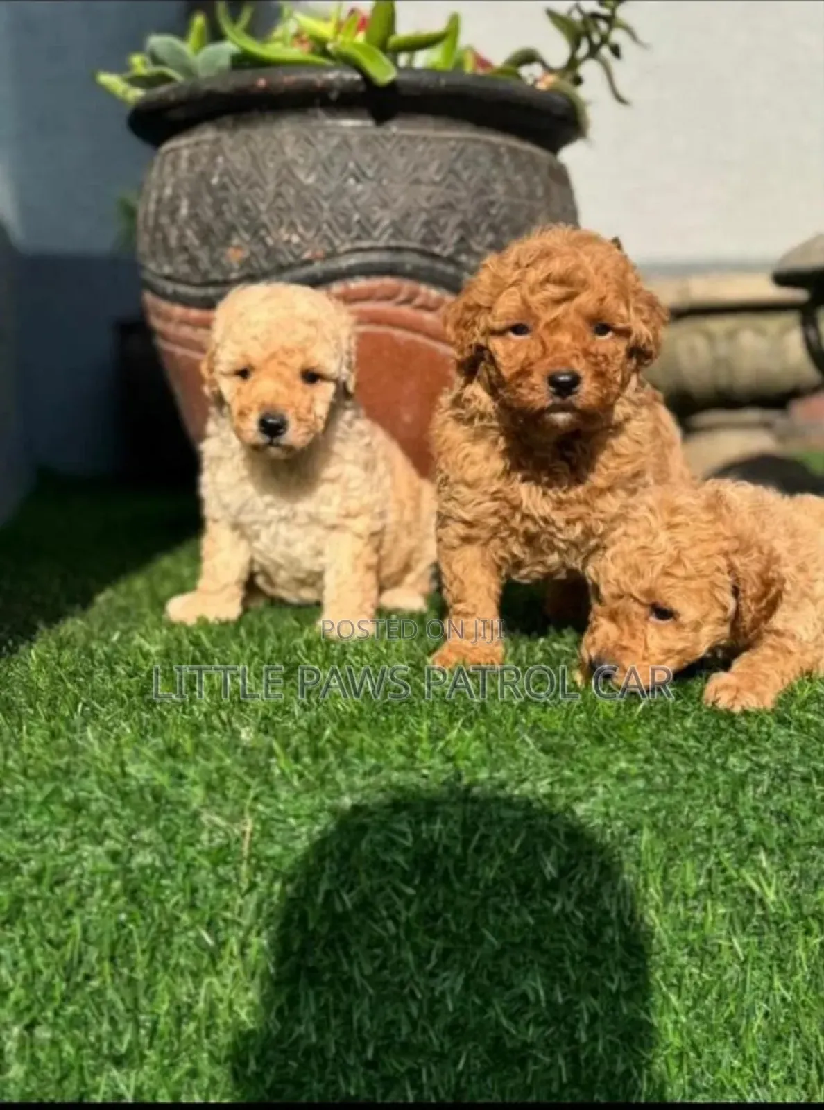 1-3 months Female Purebred Poodle