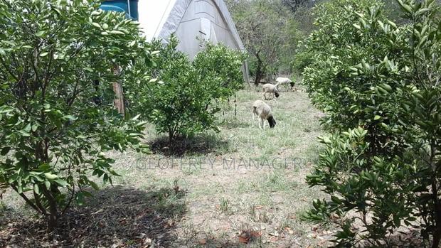 School In Murang’A On 8 Acre, Tarmac Front, Greenhouse, Solar Borehole - thumbnail 8
