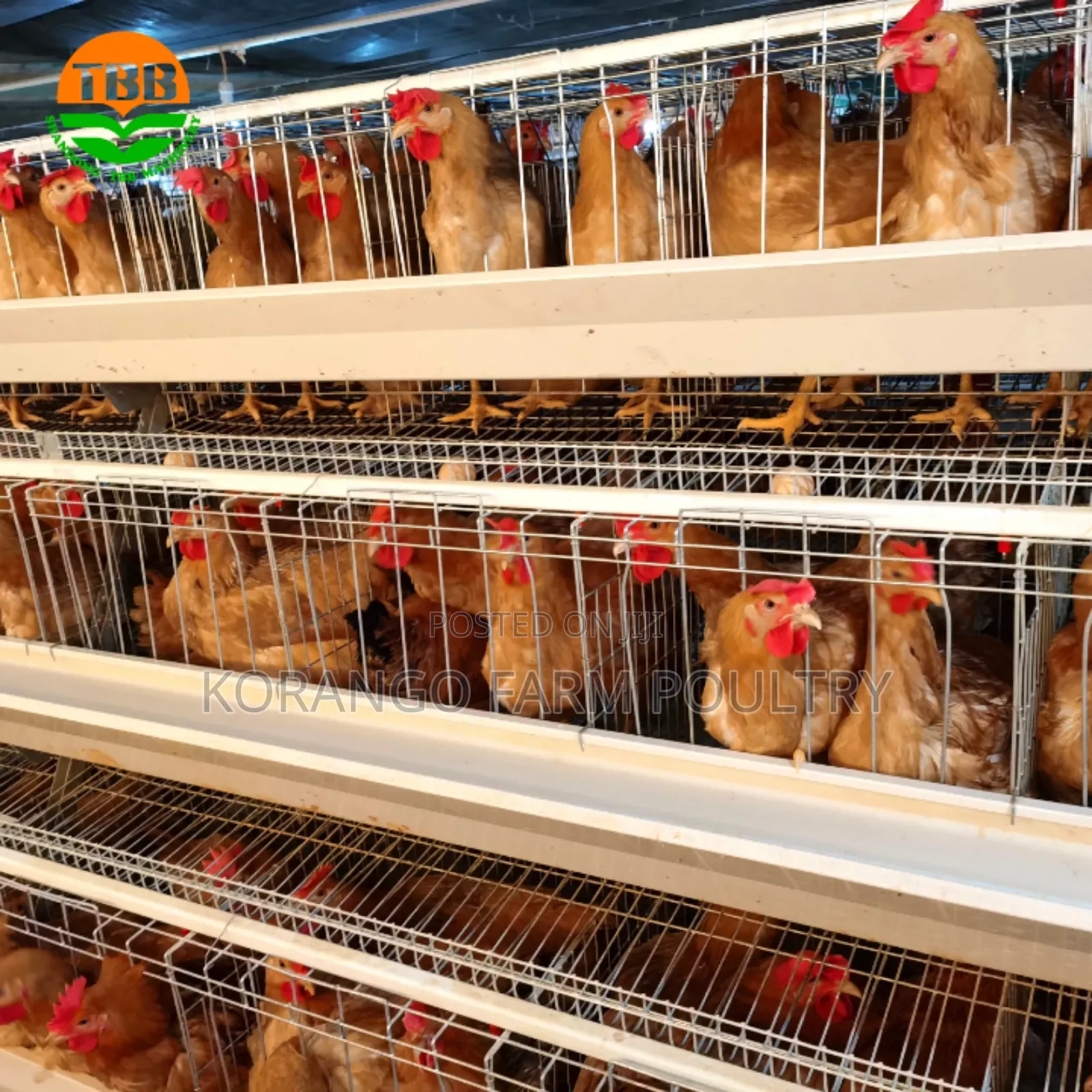 Layers Chicken Cages