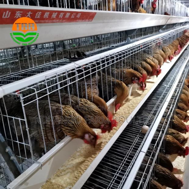 Layers Chicken Cages - thumbnail 2