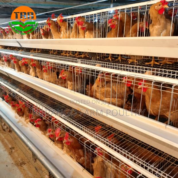 Layers Chicken Cages - thumbnail 3