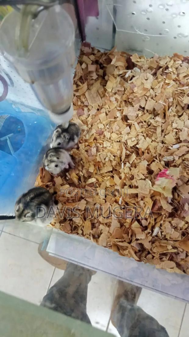 Winter White Dwarf Hamsters Campbell's Dwarf Hamsters - main view