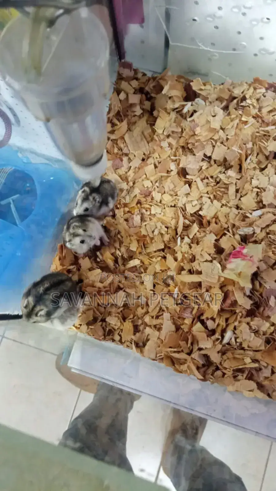 Winter White Dwarf Hamsters Campbell's Dwarf Hamsters