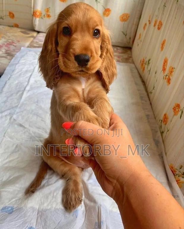 3-6 months Female Purebred Cocker Spaniel - thumbnail 2