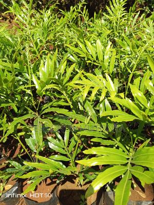 Thika Palm Seedlings - thumbnail 2