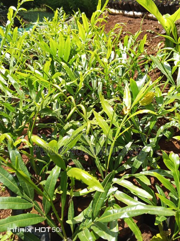 Thika Palm Seedlings - thumbnail 3