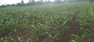 Lands and Property for Sale - thumbnail 2