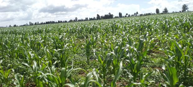 Lands and Property for Sale - thumbnail 4