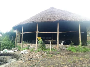 Makuti Roofing for Dinning Hall and Homes