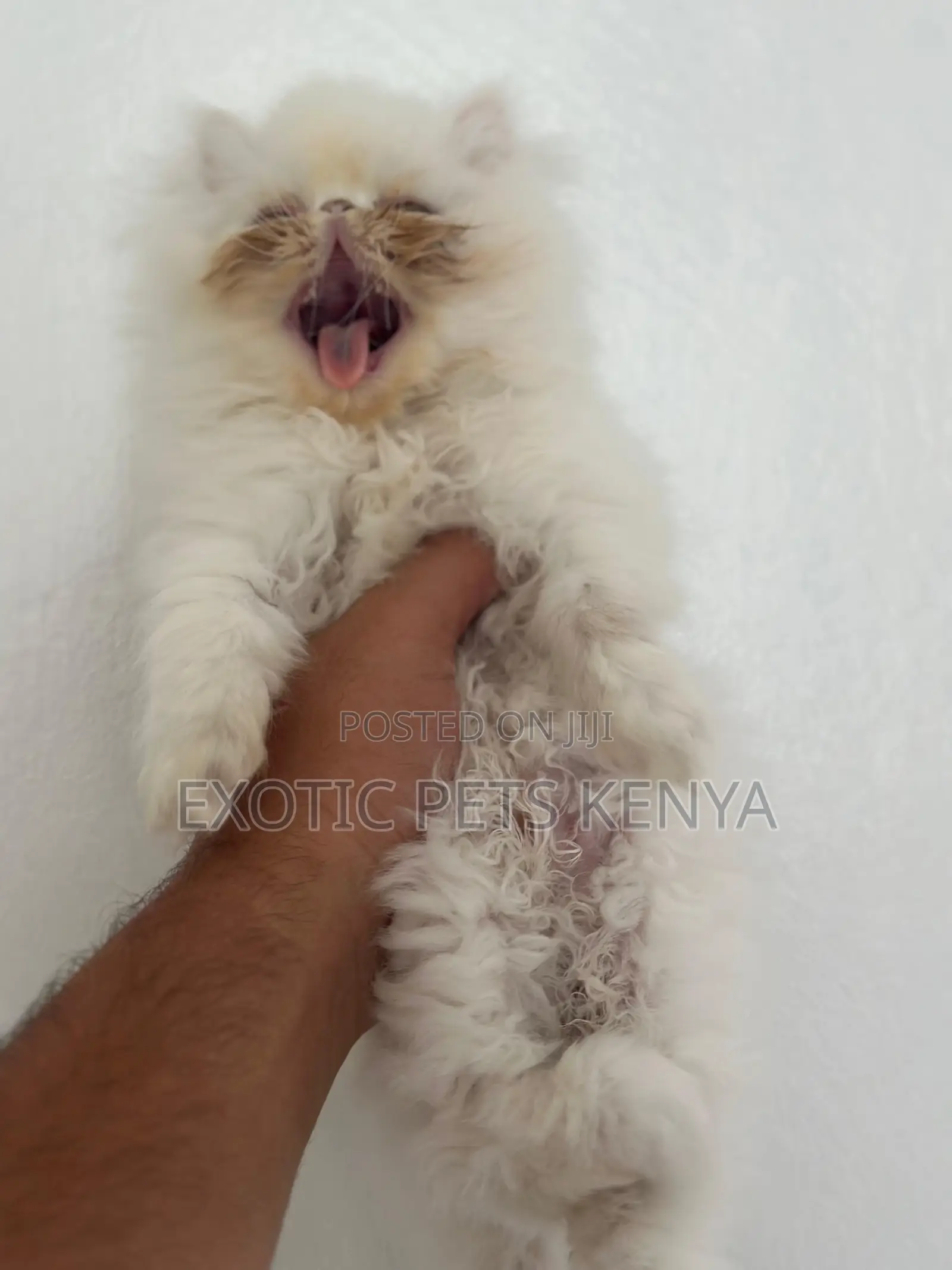1-3 months Female Purebred Persian