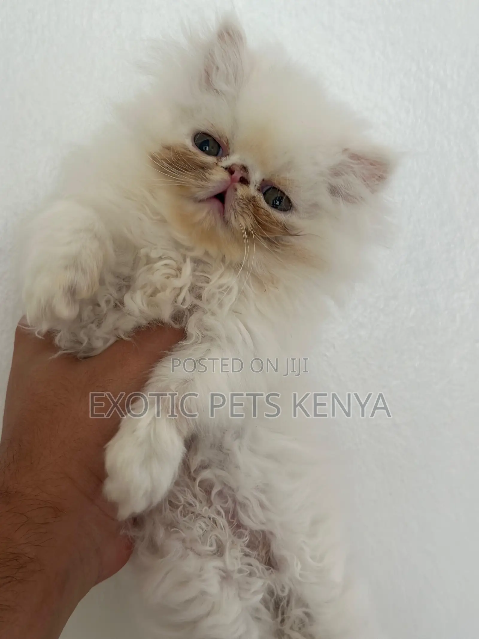 1-3 months Female Purebred Persian