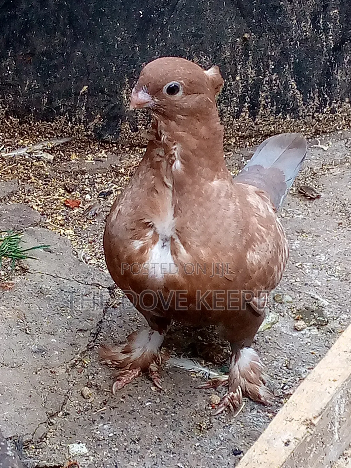 Home Doves